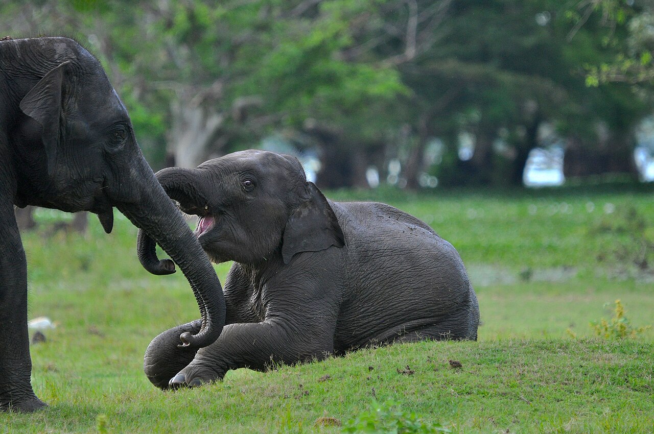 Wild elephants at Yala National Park
