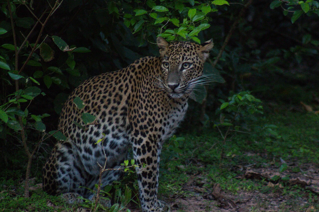 Leopard sighting during a Yala National Park Jeep Safari